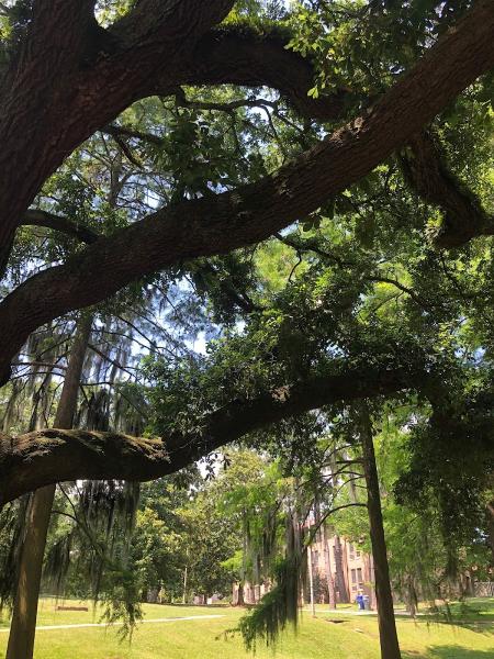 Tree Service Baton Rouge