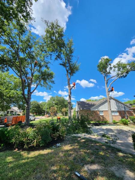 OM Tree Service
