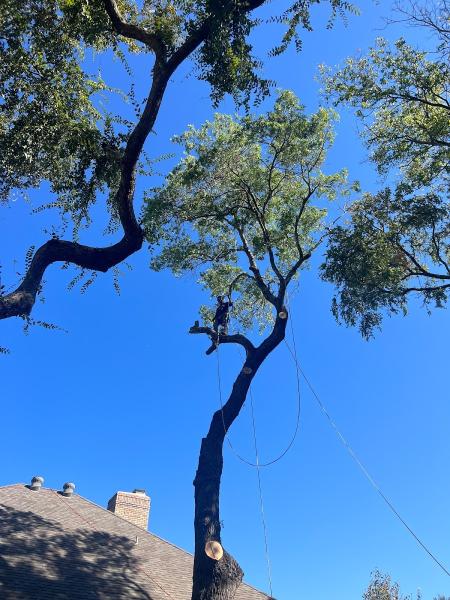 Valdez Tree Service