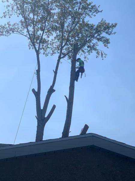 Art Tree Service