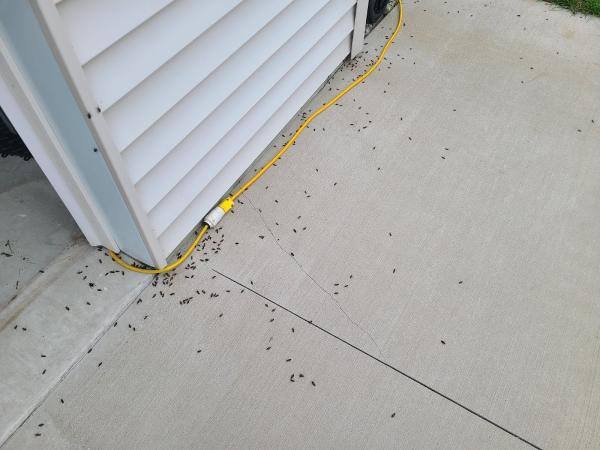 All-n-One Pest Control