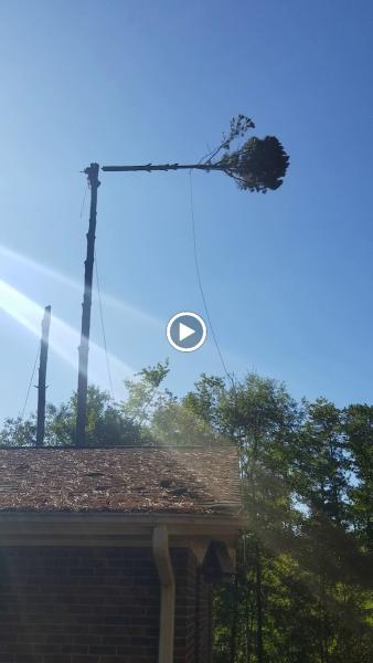 Big Red Tree Service