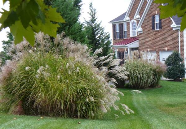 Seneca Garden