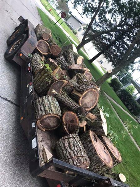 Tree Police