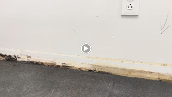 Green Guard Mold Specialist Elizabeth