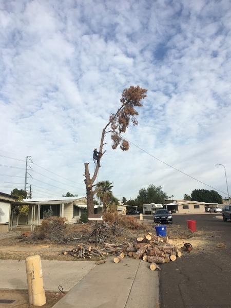 Veteran Family Tree Service
