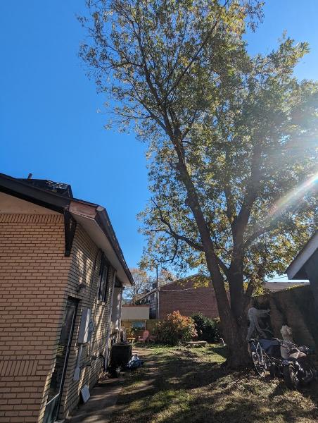 Great Scott Tree Service
