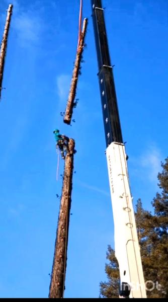 H G Tree Service