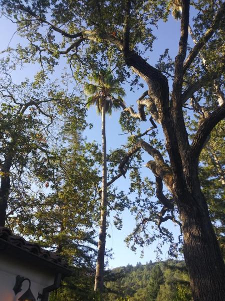 Solano's Tree Service