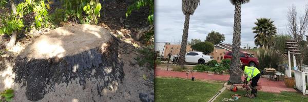 Solano's Tree Service