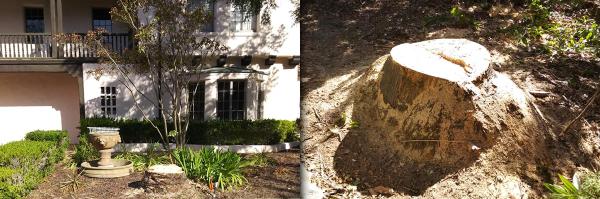 Solano's Tree Service