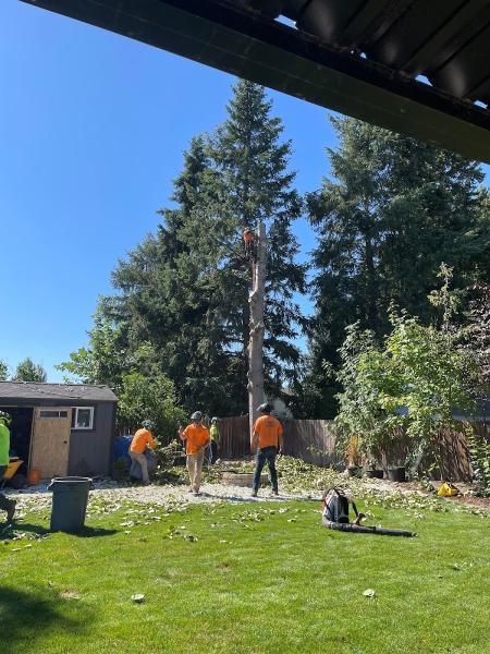 Don Taylor Tree Services