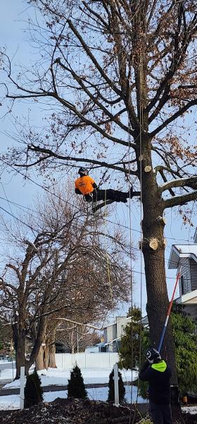 Don Taylor Tree Services