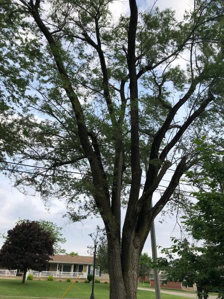 Tree Service Waco Texas