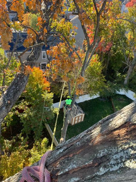 Affordable Tree Services