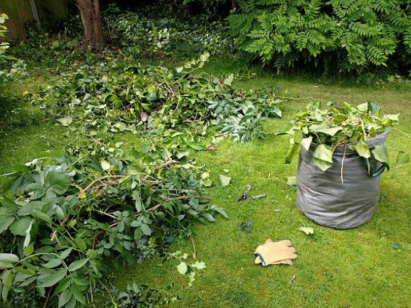 Affordable Tree Services