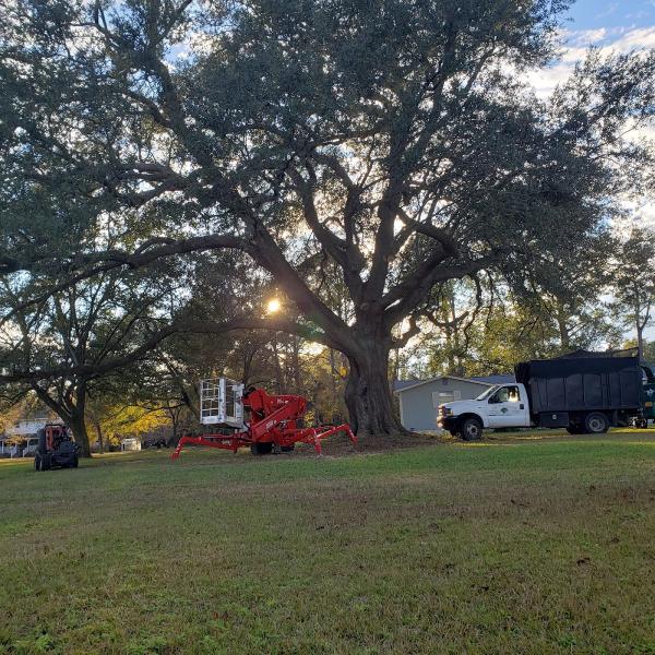 OAK Tree Service