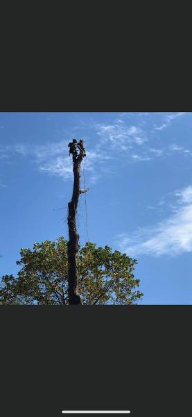 Southern Maryland Tree Service