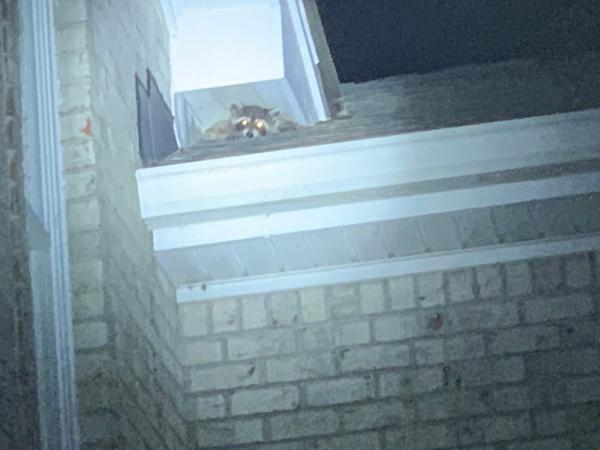 Two Guys Wildlife Removal
