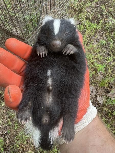 Two Guys Wildlife Removal
