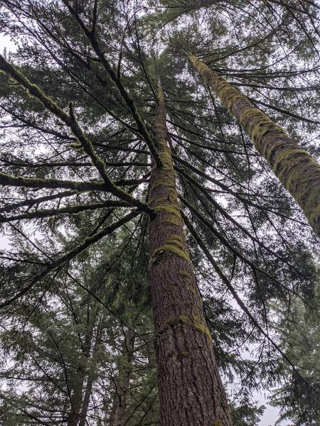Beckner Tree Care