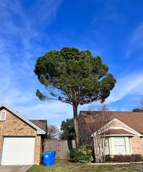 Lone Star Tree Care