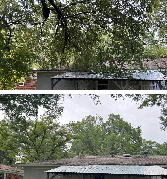 Lone Star Tree Care
