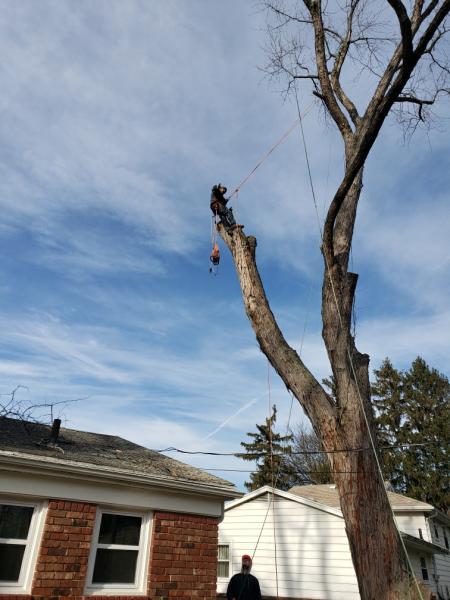 JT Tree Service and Removal LLC