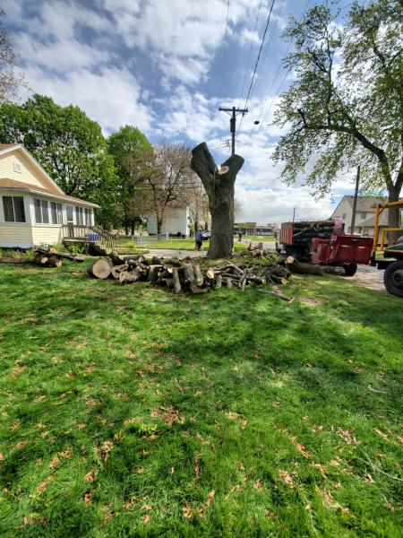 JT Tree Service and Removal LLC