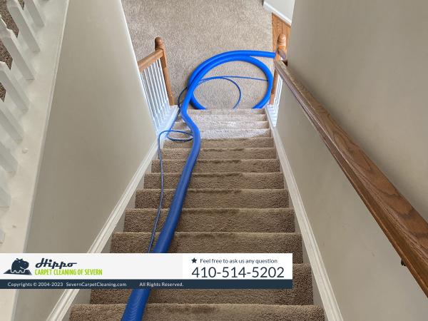Hippo Carpet Cleaning