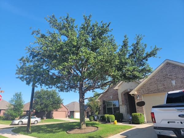 Live Oak Tree Service