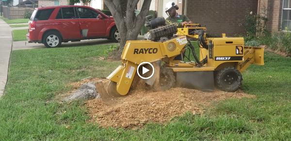 Live Oak Tree Service