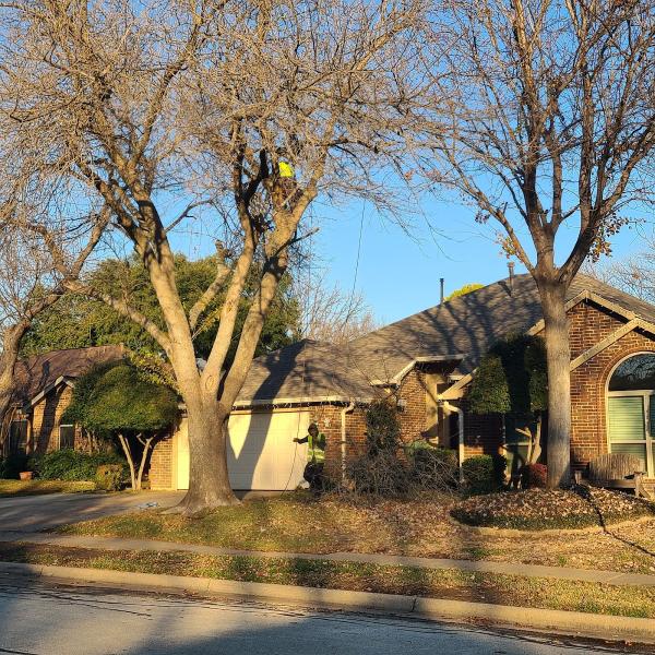 Live Oak Tree Service