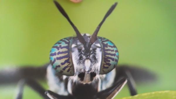 Ocean Pest Consultants