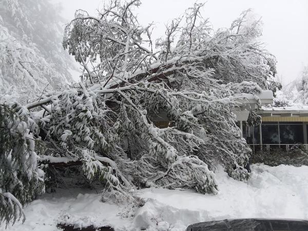 A and C Tree Service