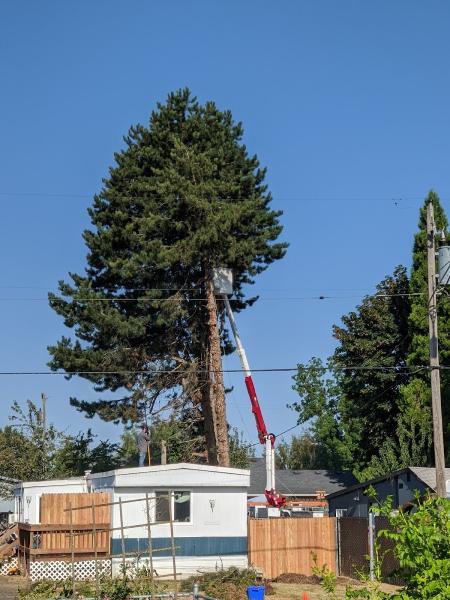 A and C Tree Service