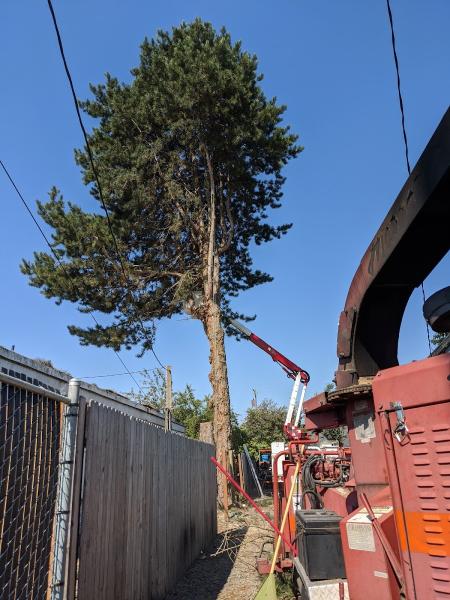 A and C Tree Service