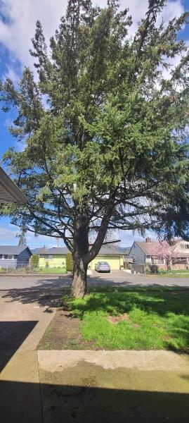 A and C Tree Service