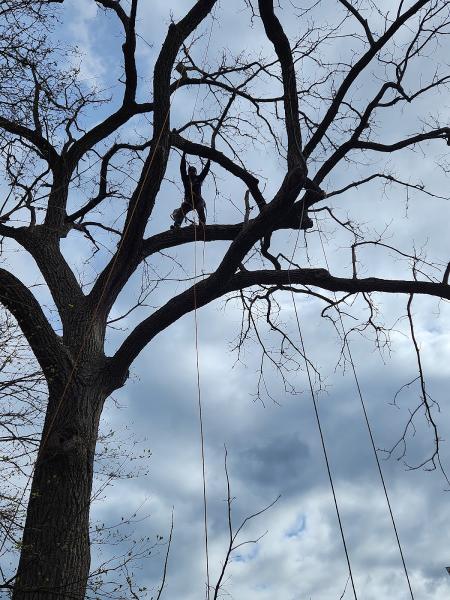 Juan Concha Arborist Service