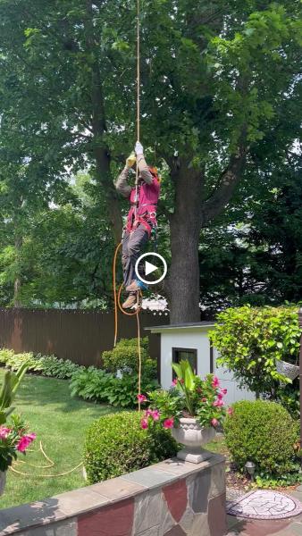 Juan Concha Arborist Service