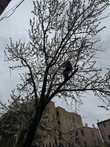 Juan Concha Arborist Service