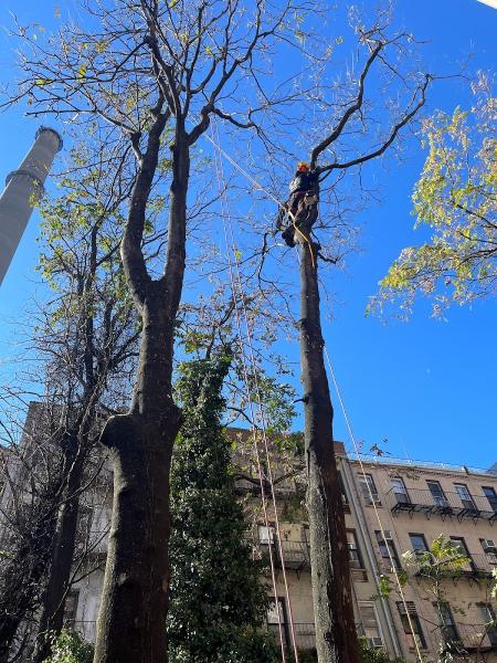 Juan Concha Arborist Service