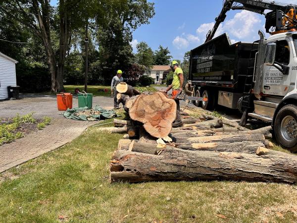 Alpine Tree Service Inc