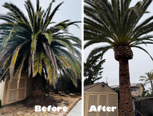 Central City Tree & Landscape Service