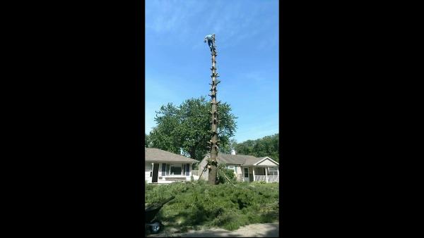 Sets Tree Service