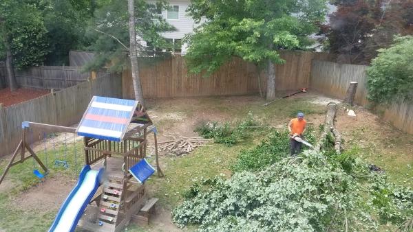 Payless Tree Service