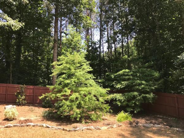 Payless Tree Service