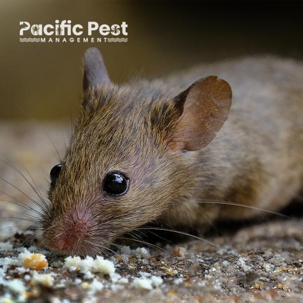 Pacific Pest Management