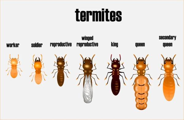 Homespek Home Inspections & Termite Company