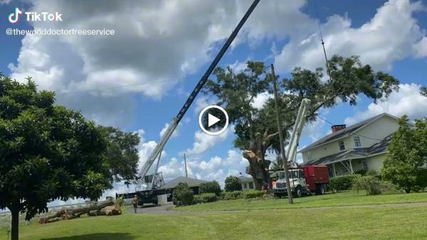 The Wood Doctor Tree Service